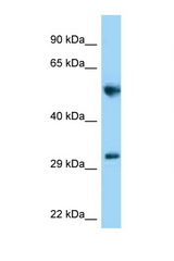 MEMO1 antibody LS-C146284 Western blot of Rat Brain lysate. Antibody concentration 1 ug/ml.
