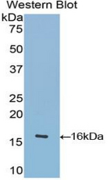 Western blot of recombinant OCM / Oncomodulin.