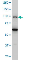 OCRL monoclonal antibody LS-B6106, Western blot of OCRL expression in HeLa NE.
