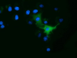 Anti-ODC1 mouse monoclonal antibody immunofluorescent staining of COS7 cells transiently transfected by pCMV6-ENTRY ODC1.