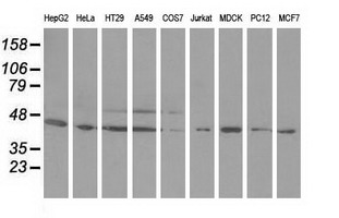 Western blot of extracts (35 ug) from 9 different cell lines by using anti-ODC1 monoclonal antibody.