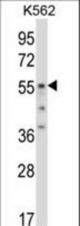 ODC1 Antibody western blot of K562 cell line lysates (35 ug/lane). The ODC1 antibody detected the ODC1 protein (arrow).
