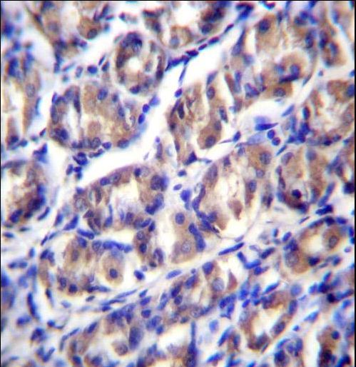 ODF2L Antibody immunohistochemistry of formalin-fixed and paraffin-embedded human stomach tissue followed by peroxidase-conjugated secondary antibody and DAB staining.