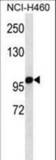 OGDH Antibody western blot of NCI-H460 cell line lysates (35 ug/lane). The OGDH antibody detected the OGDH protein (arrow).