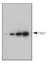 1, 5, 10 ng titration of human recombinant Ogg1 protein, detected by LS-C2741.