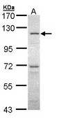 Sample (30 ug of whole cell lysate). A: HeLa. 7.5% SDS PAGE. OGT / O-GLCNAC antibody diluted at 1:1000