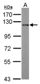 Sample (50 ug of whole cell lysate). A: Mouse brain. 7.5% SDS PAGE. OGT / O-GLCNAC antibody diluted at 1:1000.