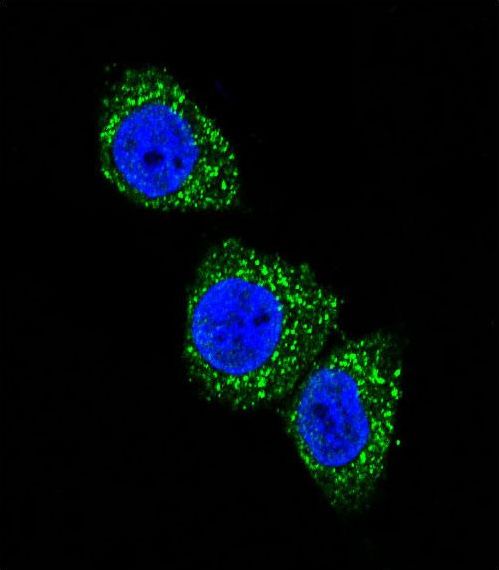 Confocal immunofluorescent of MEN1 Antibody (T594) with HeLa cell followed by Alexa Fluor 488-conjugated goat anti-rabbit lgG (green). DAPI was used to stain the cell nuclear (blue).