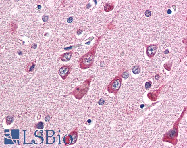 Anti-OGT antibody IHC of human brain, cortex. Immunohistochemistry of formalin-fixed, paraffin-embedded tissue after heat-induced antigen retrieval. Antibody LS-B2534 concentration 5 ug/ml.