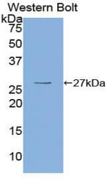 Western blot of recombinant OIT3.