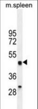 LZP Antibody western blot of mouse spleen tissue lysates (35 ug/lane). The LZP antibody detected the LZP protein (arrow).