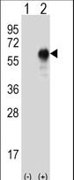 Western blot of LZP (arrow) using rabbit polyclonal LZP Antibody. 293 cell lysates (2 ug/lane) either nontransfected (Lane 1) or transiently transfected (Lane 2) with the LZP gene.