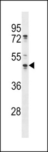 OLA1 Antibody western blot of A375 cell line lysates (35 ug/lane). The OLA1 antibody detected the OLA1 protein (arrow).