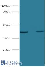 Western blot of Obg-like ATPase 1 antibody at 2 ug/ml lane 1: HepG2 whole cell lysate lane 2: mouse stomach tissue Secondary.