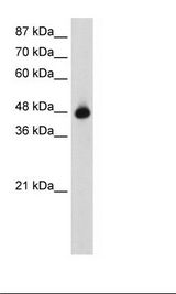 HepG2 Cell Lysate
