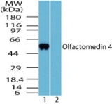 Western blot of human Olfactomedin 4 in human liver lysate in the 1) absence and 2) presence of immunizing peptide using LS-B2055 at 2 ug/ml.