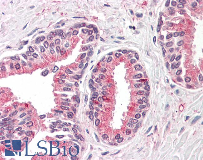 Anti-OLFM4 antibody LS-A8454 IHC of human prostate. Immunohistochemistry of formalin-fixed, paraffin-embedded tissue after heat-induced antigen retrieval.
