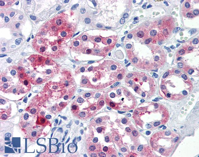 Anti-OLFM4 antibody LS-A9926 IHC of human kidney. Immunohistochemistry of formalin-fixed, paraffin-embedded tissue after heat-induced antigen retrieval.