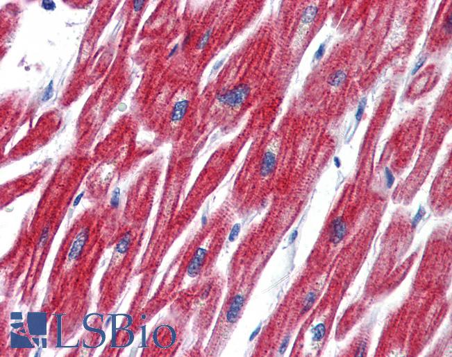 Anti-OLFM4 antibody LS-A9926 IHC of human heart. Immunohistochemistry of formalin-fixed, paraffin-embedded tissue after heat-induced antigen retrieval.