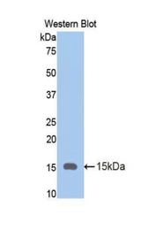 Western blot of recombinant OLFM4 / Olfactomedin 4.