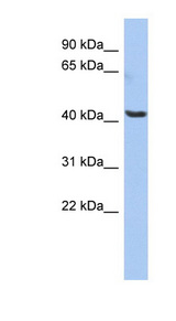 OLFML1 antibody LS-C111729 Western blot of HepG2 cell lysate.