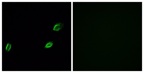 Immunofluorescence of A549 cells, using OLFML2A Antibody. The picture on the right is treated with the synthesized peptide.