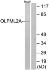 Western blot of extracts from RAW264.7 cells, using OLFML2A Antibody. The lane on the right is treated with the synthesized peptide.