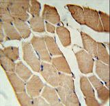OLFML2A Antibody immunohistochemistry of formalin-fixed and paraffin-embedded human skeletal muscle followed by peroxidase-conjugated secondary antibody and DAB staining.