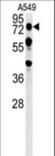 OLFML2A Antibody western blot of A549 cell line lysates (35 ug/lane). The OLFML2A antibody detected the OLFML2A protein (arrow).