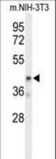 Western blot of OLFML3 Antibody in mouse NIH-3T3 cell line lysates (35 ug/lane). OLFML3 (arrow) was detected using the purified antibody.
