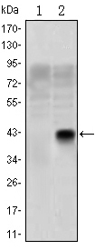 Western blot using OLIG2 monoclonal antibody against HEK293 (1) and OLIG2(AA: 1-122)-hIgGFc transfected HEK293 (2) cell lysate.