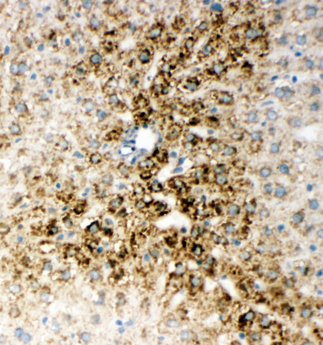 ONECUT1 / HNF6 antibody. IHC(F): Rat Liver Tissue.