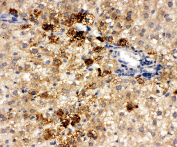 ONECUT1 / HNF6 antibody. IHC(P): Rat Liver Tissue.