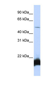 ONECUT1 antibody LS-C101697 Western blot of HepG2 cell lysate.