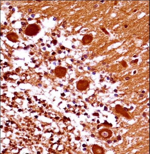 MEOX1 Antibody immunohistochemistry of formalin-fixed and paraffin-embedded human cerebellum tissue followed by peroxidase-conjugated secondary antibody and DAB staining.