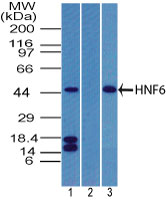 Western blot of HNF6 in human pancreas in the 1) absence and 2) presence of immunizing peptide, and 3) rat pancreas using LS-C148720 at 4 ug/ml. Goat anti-rabbit Ig HRP secondary antibody, and PicoTect ECL substrate solution were used for this test.