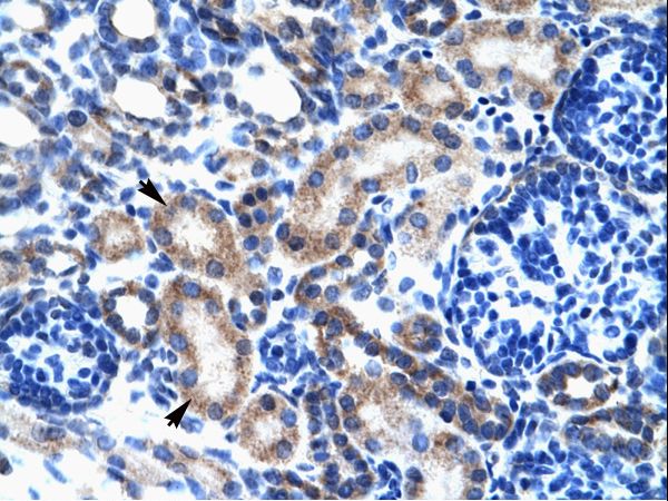 ONECUT2 antibody LS-C31160 was used in IHC to stain formalin-fixed, paraffin-embedded human kidney.