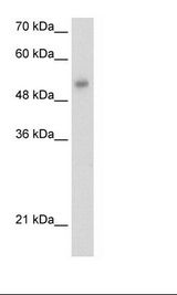 HepG2 Cell Lysate