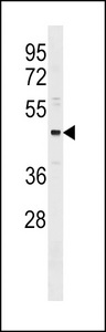 ONECUT3 Antibody western blot of MDA-MB231 cell line lysates (35 ug/lane). The ONECUT3 antibody detected the ONECUT3 protein (arrow).
