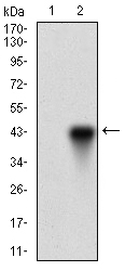 Western blot using ONECUT3 monoclonal antibody against HEK293 (1) and ONECUT3 (AA: 350-455)-hIgGFc transfected HEK293 (2) cell lysate.
