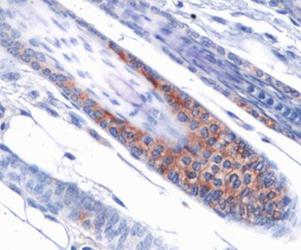 OPA1 Antibody (1E8-1D9) - IHC of OPA1 on mouse skin.