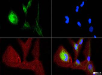 OPA1 Antibody (1E8-1D9) - OPA1 antibody was tested in ARPE-19 cells with FITC (green). Nuclei and actin were counterstained with DAPI (blue) and Phalloidin (red).