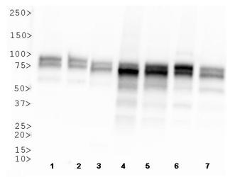 OPA1 Antibody (1E8-1D9) - Western blot of OPA1 expression in 1) HeLa 2) MEF 3) HepG2 4) A431 5) CHO 6)PC12 and 7) Ntera2 whole cell lysates.
