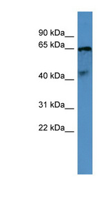 OPN5 antibody LS-C135632 Western blot of Fetal Brain lysate.