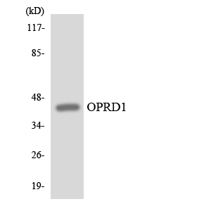 Western blot of the lysates from HT-29 cells using OPRD1 antibody.