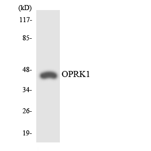 Western blot of the lysates from HeLa cells using OPRK1 antibody.