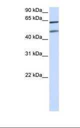 Hela cell lysate. Antibody concentration: 1.0 ug/ml. Gel concentration: 12%.