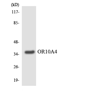 Western blot of the lysates from HUVEC cells using OR10A4 antibody.