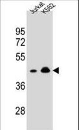 OR10A4 Antibody western blot of Jurkat,K562 cell line lysates (35 ug/lane). The OR10A4 antibody detected the OR10A4 protein (arrow).