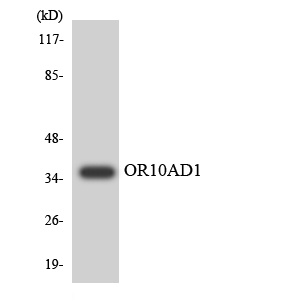 Western blot of the lysates from 293 cells using OR10AD1 antibody.